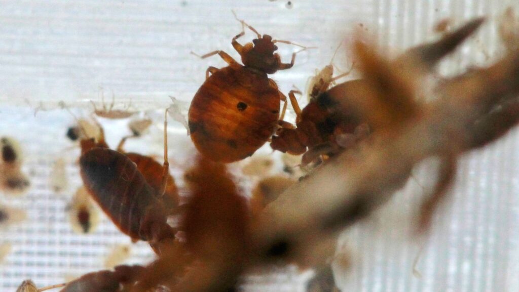 Chinches en un recipiente de laboratorio durante una cumbre nacional sobre estos insectos en Washington D.C.