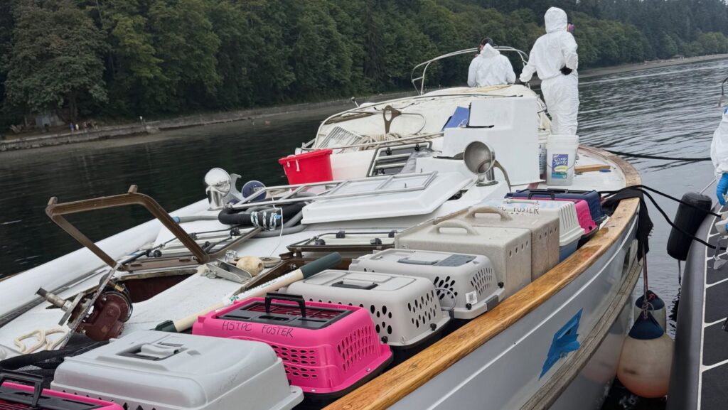 Transportadoras para gatos sobre el barco durante el operativo de rescate realizado por autoridades de Tacoma.