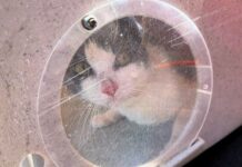 Finalmente, la policía retiró al menos 60 gatos del velero en una playa de Tacoma Gato dentro del velero donde la Policía de Tacoma encontró decenas de animales frente a Owens Beach.