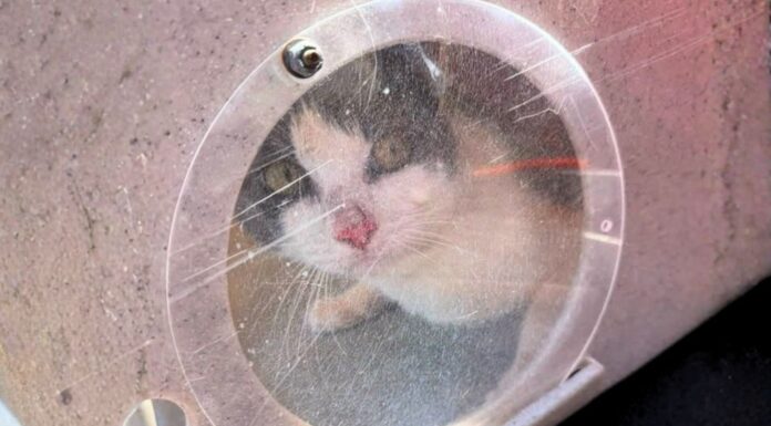 Finalmente, la policía retiró al menos 60 gatos del velero en una playa de Tacoma Gato dentro del velero donde la Policía de Tacoma encontró decenas de animales frente a Owens Beach.