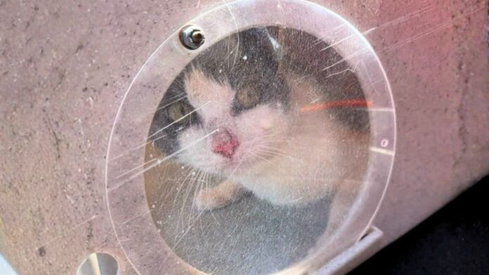 Gatos rescatados de un bote en Tacoma Gato dentro del velero donde la Policía de Tacoma encontró decenas de animales frente a Owens Beach.