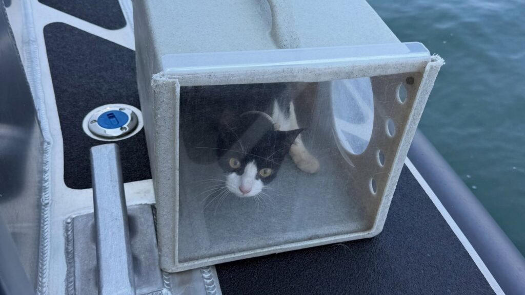 Gato rescatado dentro de una transportadora durante el operativo cerca de Owen Beach en Tacoma.