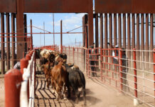 Ganaderos de Sonora retoman exportaciones a EE.UU. tras más de un año de interrupciones Una manada de terneros mexicanos cruza la frontera hacia la ciudad de Douglas, Arizona, tras la reanudación de las exportaciones de ganado vivo a los Estados Unidos, en Agua Prieta, México,