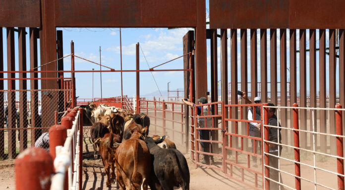 Ganaderos de Sonora retoman exportaciones a EE.UU. tras más de un año de interrupciones Una manada de terneros mexicanos cruza la frontera hacia la ciudad de Douglas, Arizona, tras la reanudación de las exportaciones de ganado vivo a los Estados Unidos, en Agua Prieta, México,