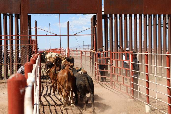 Una manada de terneros mexicanos cruza la frontera hacia la ciudad de Douglas, Arizona, tras la reanudación de las exportaciones de ganado vivo a los Estados Unidos, en Agua Prieta, México,