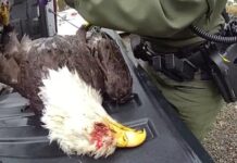 Acusan a hombre de Washington por la muerte de un águila calva Agente inspecciona el cuerpo de un águila calva muerta durante la investigación de un presunto caso de caza ilegal en Brush Prairie, Washington.
