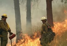 Gobernador declara emergencia por incendios forestales y prohíbe quemas en Washington Dos bomberos forestales observan el avance de las llamas mientras trabajan en labores de contención en un bosque de Washington.