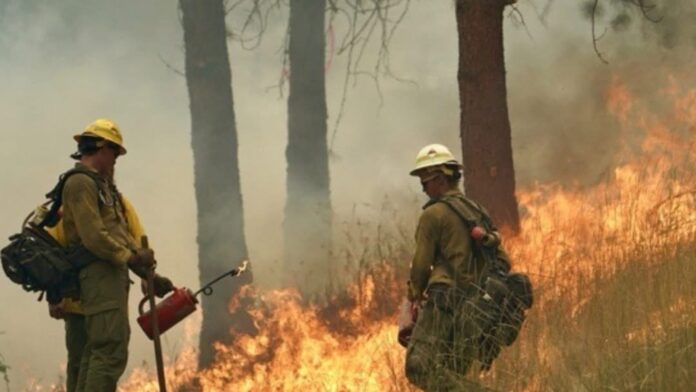 Emergencia por incendios forestales en Washington** Dos bomberos forestales observan el avance de las llamas mientras trabajan en labores de contención en un bosque de Washington.