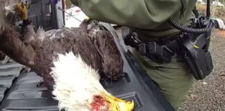 Acusan a hombre de Washington por la muerte de un águila calva Agente inspecciona el cuerpo de un águila calva muerta durante la investigación de un presunto caso de caza ilegal en Brush Prairie, Washington.