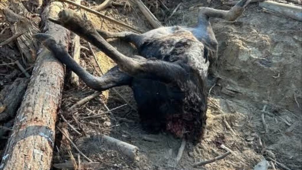 Cadáver de un alce macho encontrado entre troncos y vegetación durante una investigación por presunta caza ilegal en Washington.