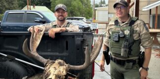 Investigación por caza ilegal de un alce en Republic deriva en múltiples cargos Dos agentes de vida silvestre junto a la cabeza y cornamenta de un alce recuperadas durante una investigación en Republic, Washington.