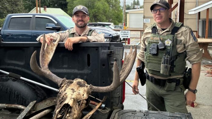 Dos agentes de vida silvestre junto a la cabeza y cornamenta de un alce recuperadas durante una investigación en Republic, Washington.
