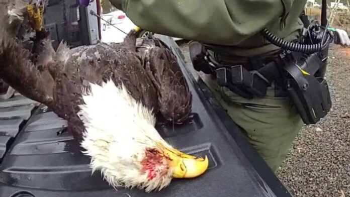 Autoridades inspeccionan el águila calva hallada muerta en Brush Prairie Agente inspecciona el cuerpo de un águila calva muerta durante la investigación de un presunto caso de caza ilegal en Brush Prairie, Washington.
