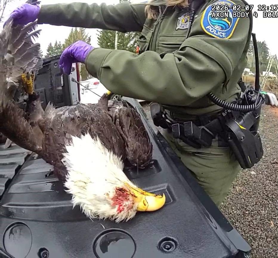 Agente inspecciona el cuerpo de un águila calva muerta durante la investigación de un presunto caso de caza ilegal en Brush Prairie, Washington.