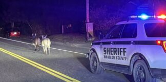 Dos “fugitivos” provocan persecución policial en Bellingham Dos burros caminan por una carretera de Bellingham durante la noche frente a una patrulla de la Oficina del Sheriff del condado de Whatcom.