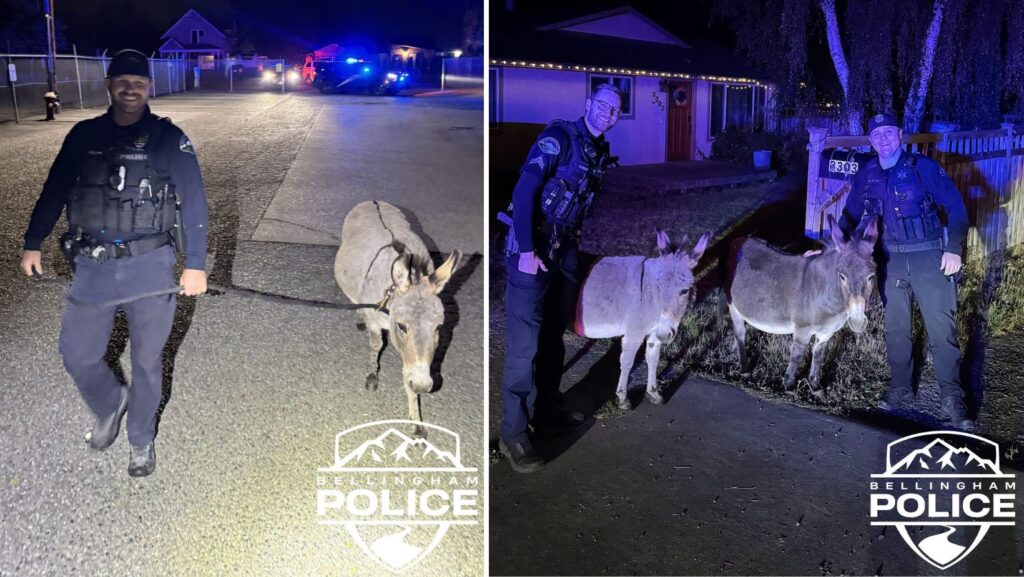 Agentes de la Policía de Bellingham posan junto a dos burros después de detener su paseo nocturno por las calles de la ciudad.