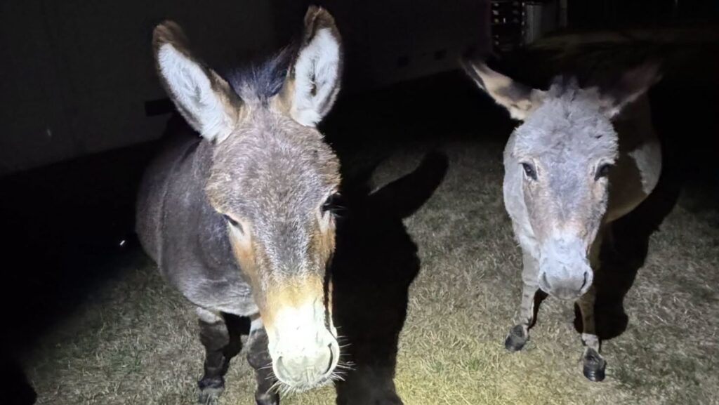 Primer plano de los dos burros que escaparon de su recinto y fueron recuperados por agentes en Bellingham.