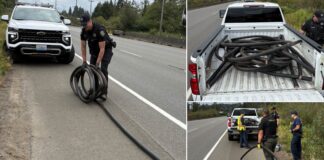 Grays Harbor: Dos sujetos detenidos con cable de cobre cortado, daños de $100,000 Dos presuntos ladrones de cable fueron sorprendidos in fraganti en la carretera 12, cerca de Aberdeen. Las autoridades estiman que causaron daños por valor de unos 100.000 dólares en el cableado de comunicaciones. (Fotos: Oficina del Sheriff del condado Grays Harbor).