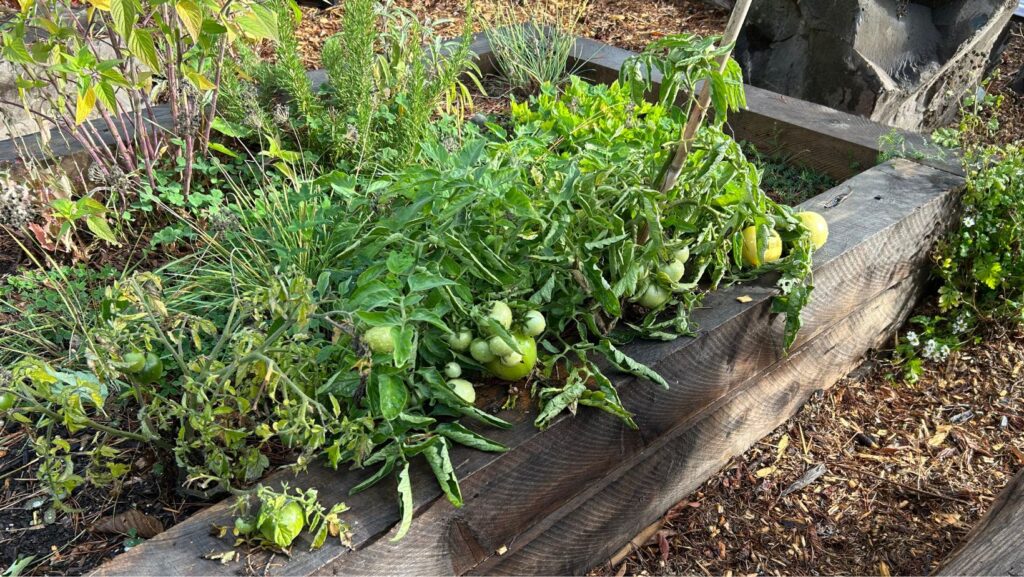 Plantas de tomate con frutos verdes, hierbas y otras plantas crecen en una cama de cultivo de madera del huerto comunitario de The Clearwater School, en Bothell.
