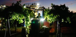 Los robots se asoman al Valle de Yakima: ¿qué pasará con los trabajadores del campo? Trabajadores operan maquinaria agrícola durante la noche para cosechar uvas para vino en Berryhill Family Vineyards, en Clements, California, el 10 de septiembre de 2026. (Foto AP/Terry Chea)