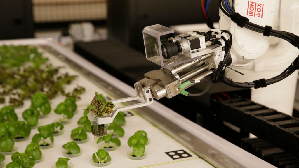Un brazo robótico manipula plantas cultivadas en Iron Ox, una granja robótica interior situada en San Carlos, CA. Ahí, los robots agrícolas trabajan cuidando hileras de verduras destinadas a los platos de ensaladas en restaurantes (Foto AP/Eric Risberg)